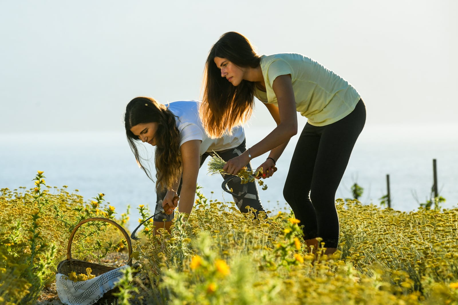 Medicinal herbs of Pag island