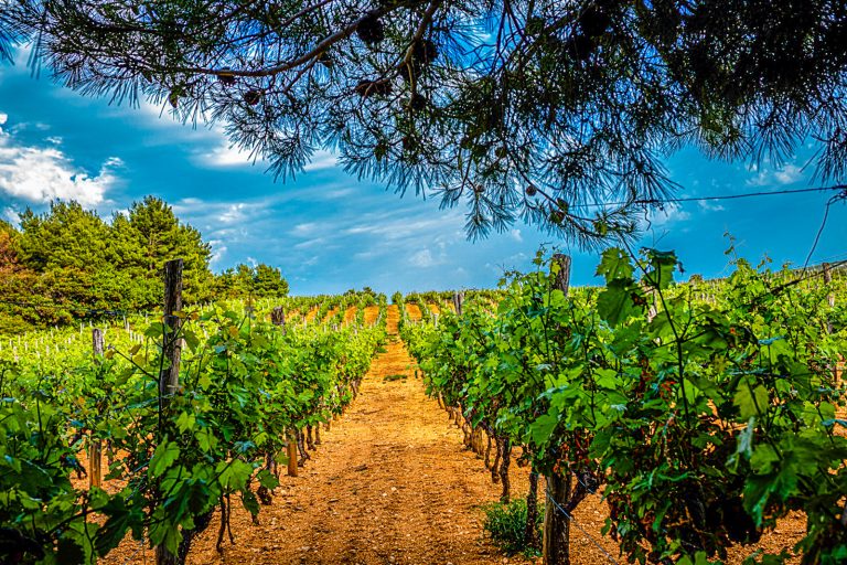 Strada di vino Boškinac